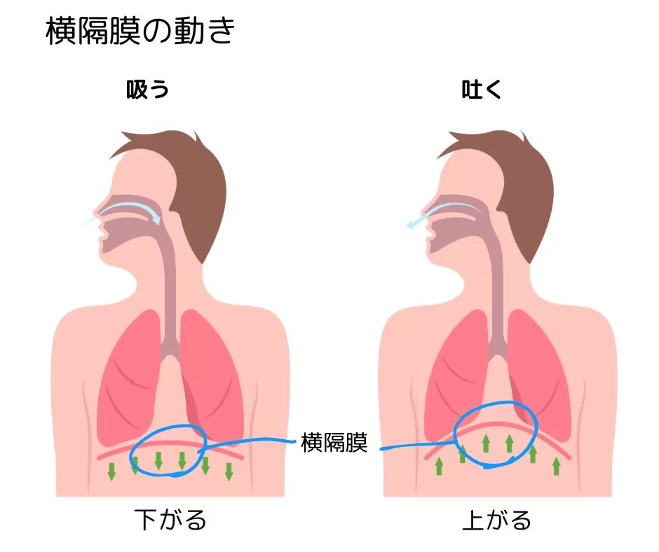 image 311 姿勢が整うピラティス呼吸！そのメカニズムと呼吸の実践方法をわかりやすく解説します