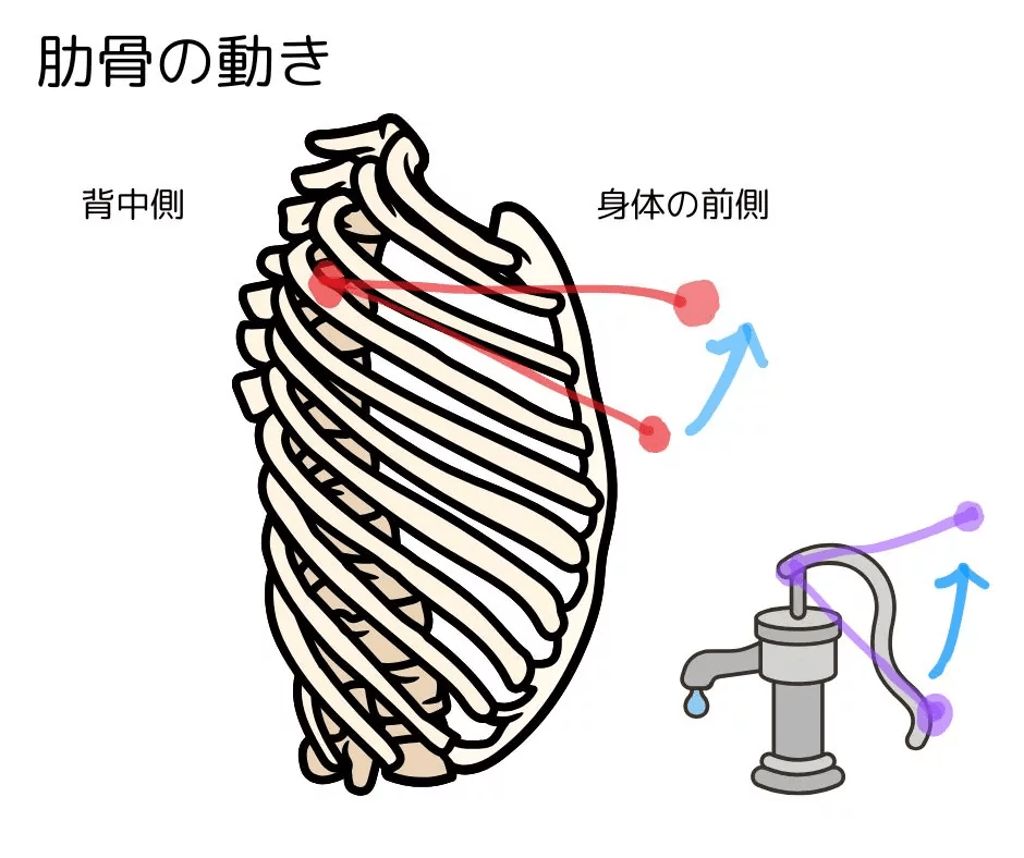 image 313 姿勢が整うピラティス呼吸！そのメカニズムと呼吸の実践方法をわかりやすく解説します