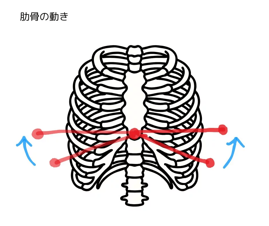 image 315 姿勢が整うピラティス呼吸！そのメカニズムと呼吸の実践方法をわかりやすく解説します